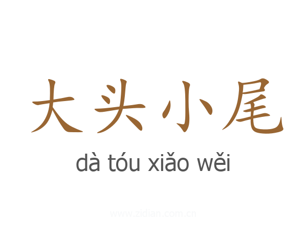 大头小尾