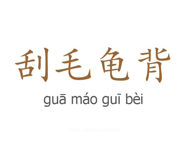 刮毛龟背