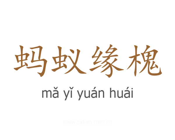 蚂蚁缘槐