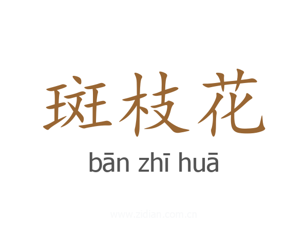 斑枝花
