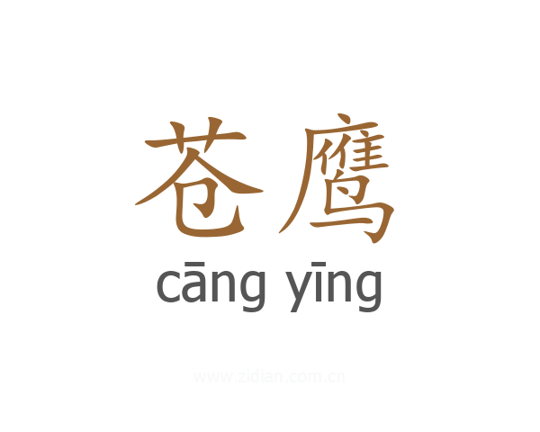 苍鹰