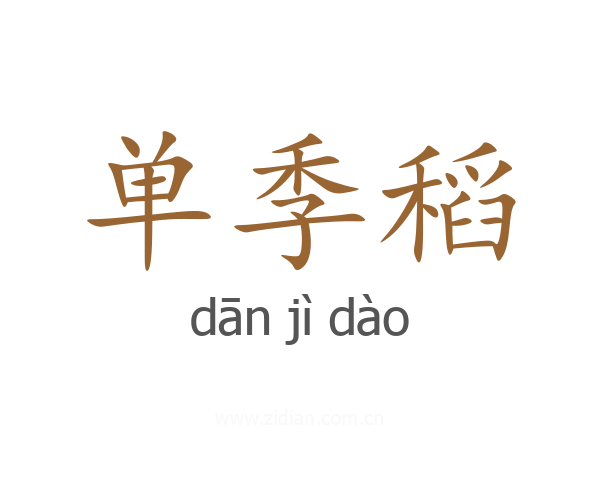 单季稻