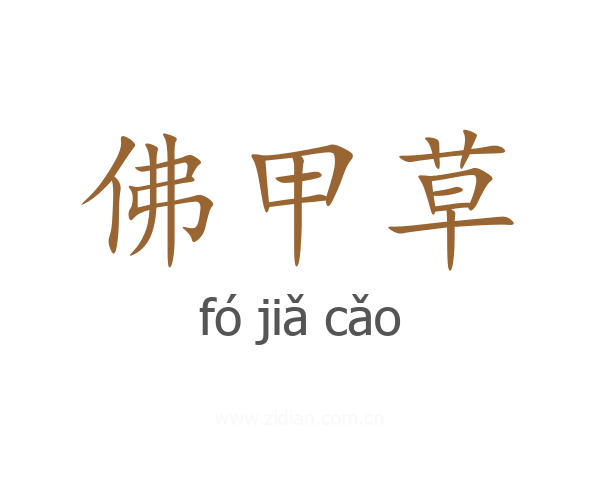 佛甲草