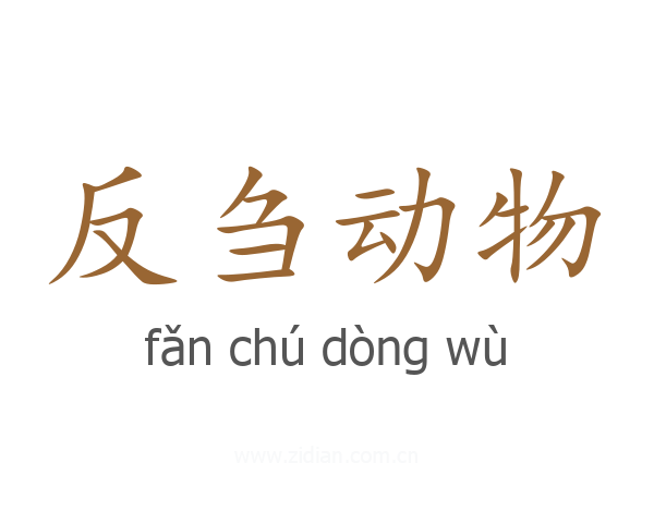 反刍动物