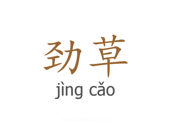 劲草