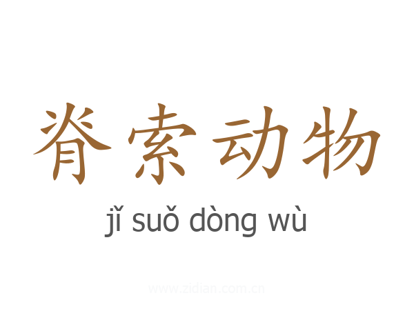 脊索动物