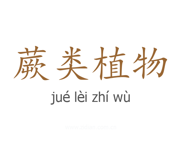 蕨类植物