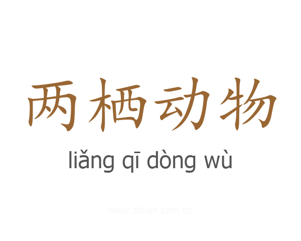 两栖动物