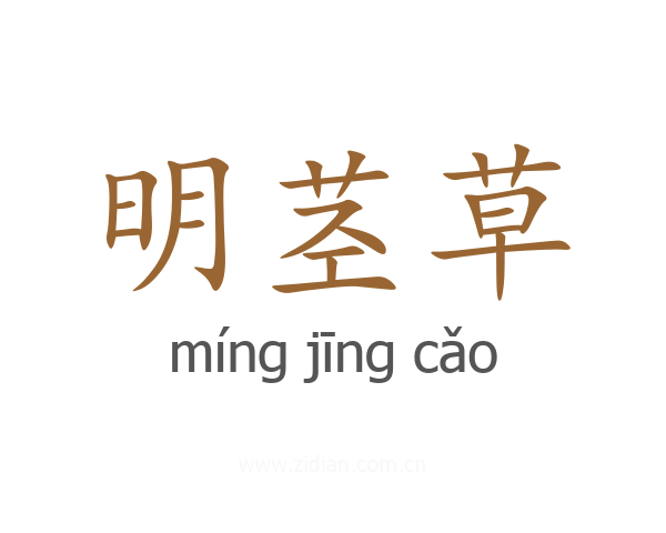 明茎草