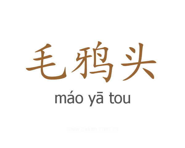 毛鸦头