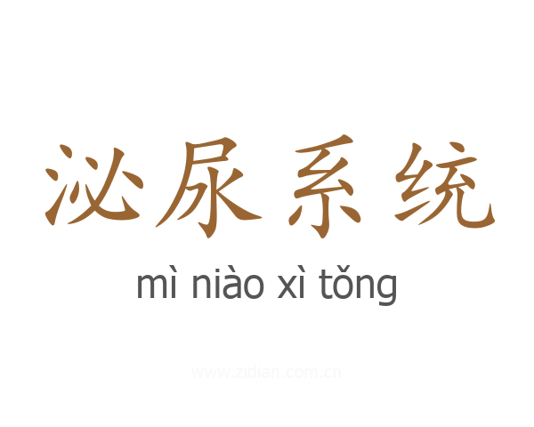 泌尿系统