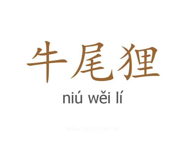 牛尾狸