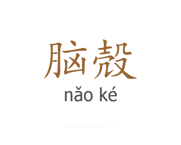 脑殻