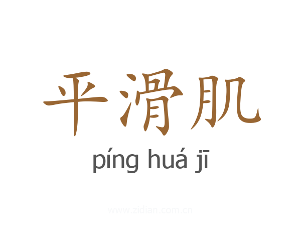 平滑肌