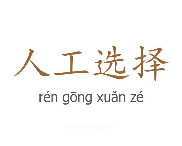 人工选择
