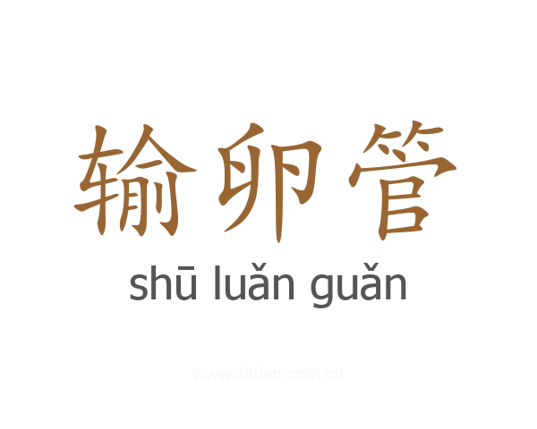 输卵管