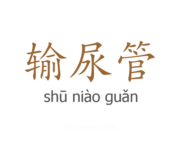 输尿管