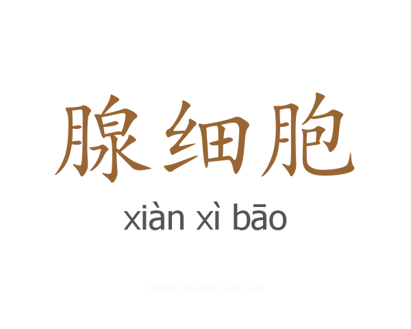 腺细胞