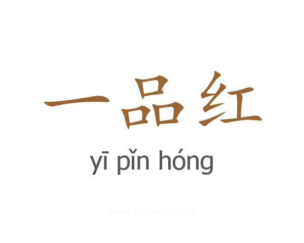 一品红