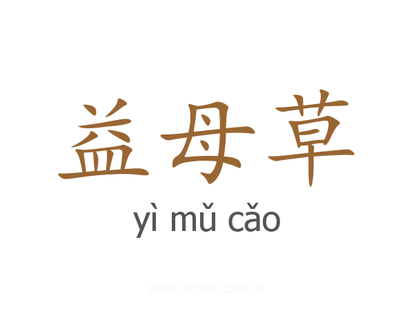益母草