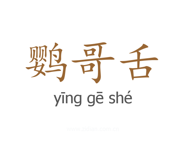 鹦哥舌