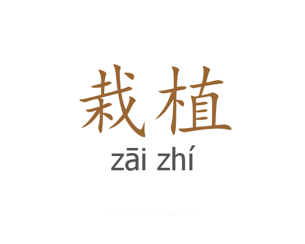 栽植