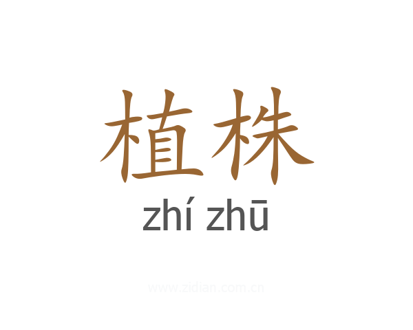 植株