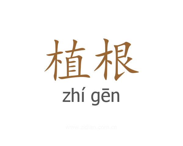 植根