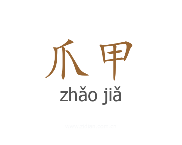 爪甲
