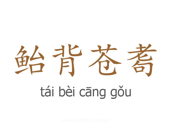 鲐背苍耈