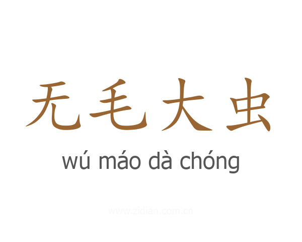 无毛大虫