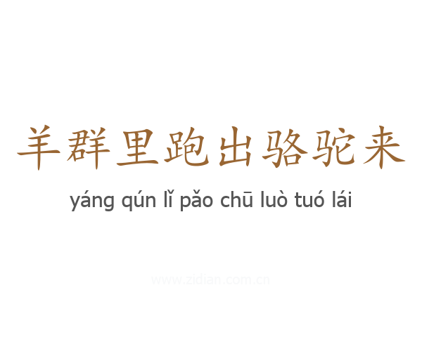 羊群里跑出骆驼来