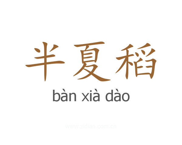 半夏稻