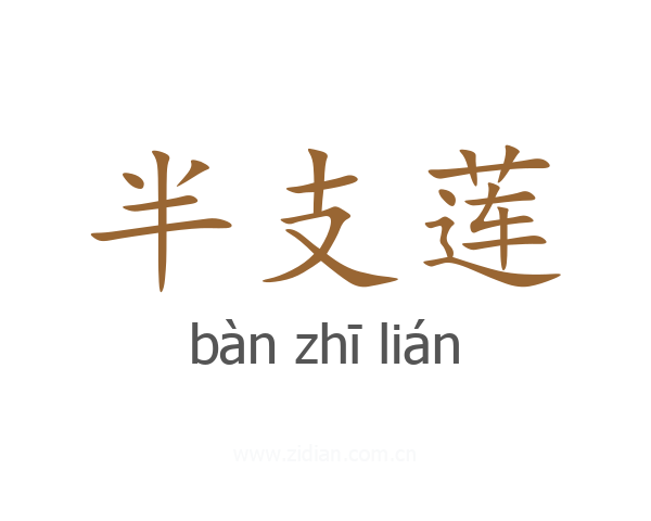 半支莲