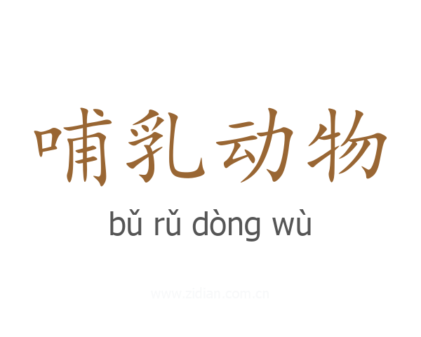 哺乳动物