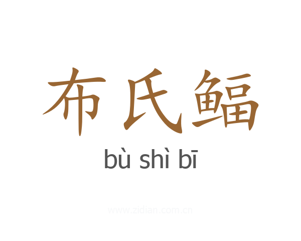 布氏鲾