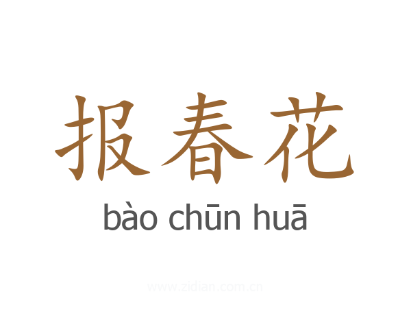 报春花