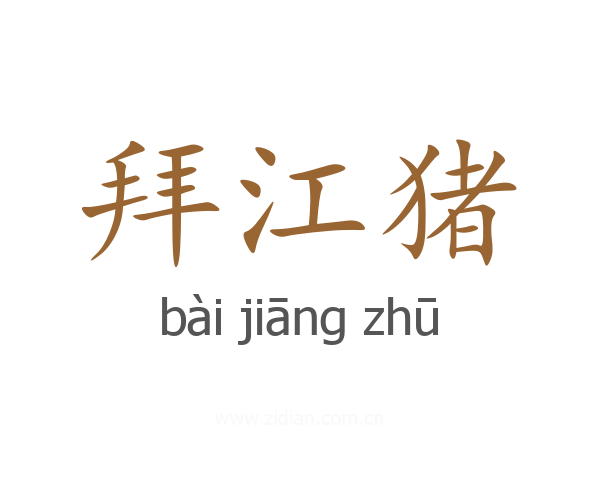 拜江猪