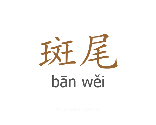 斑尾