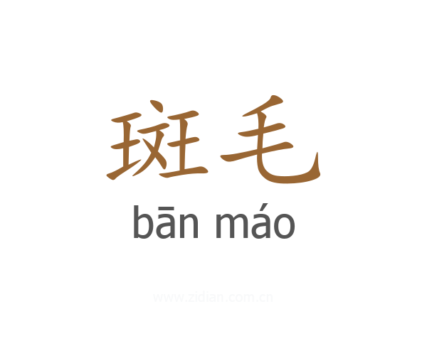 斑毛