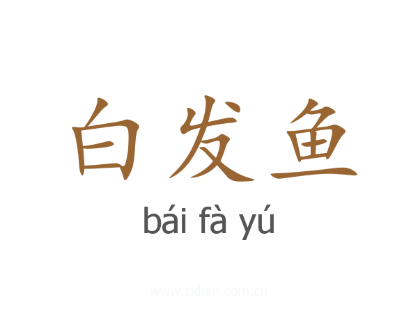 白发鱼