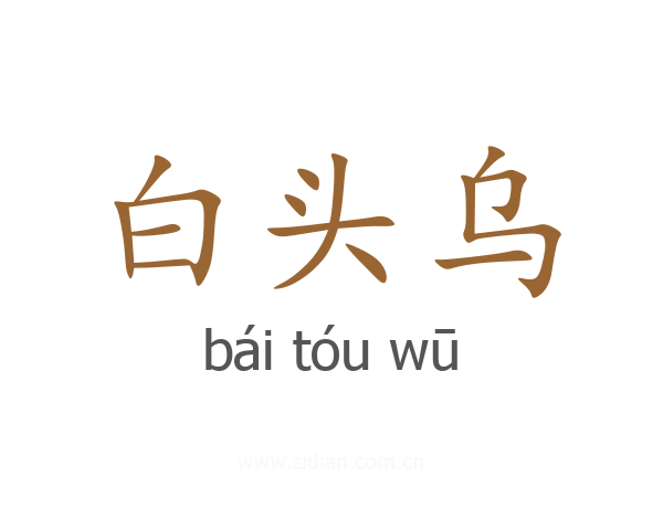 白头乌