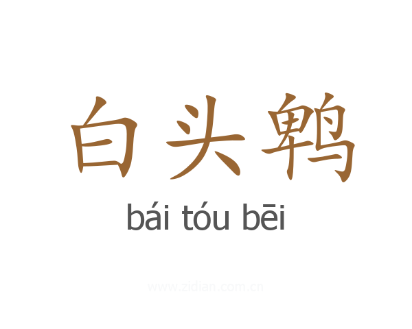 白头鹎