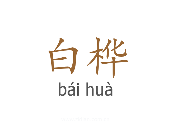白桦
