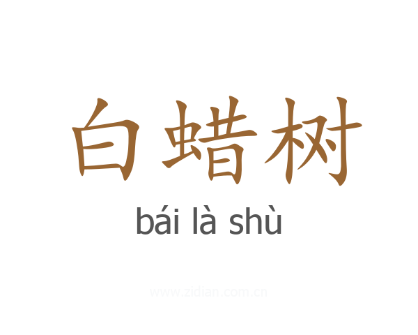 白蜡树