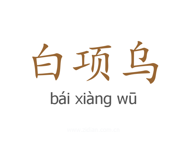 白项乌