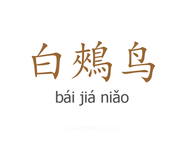 白鵊鸟