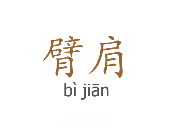 臂肩