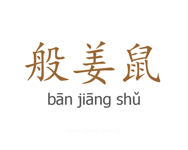 般姜鼠