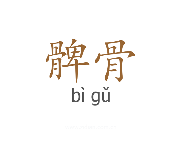 髀骨